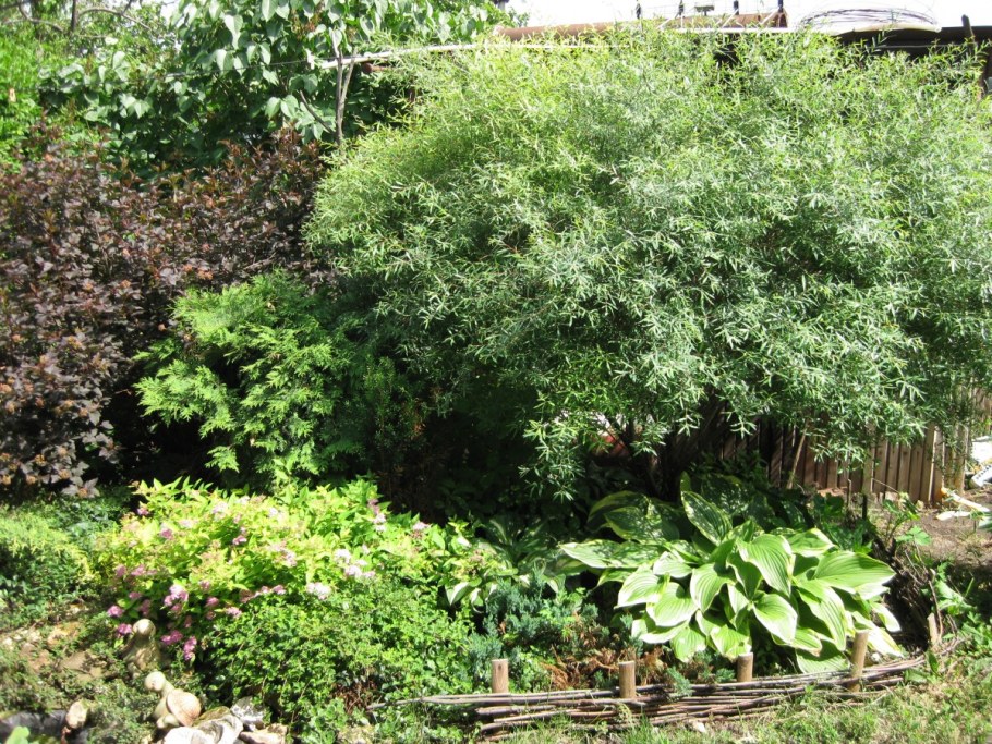 Ива пурпурная Нана