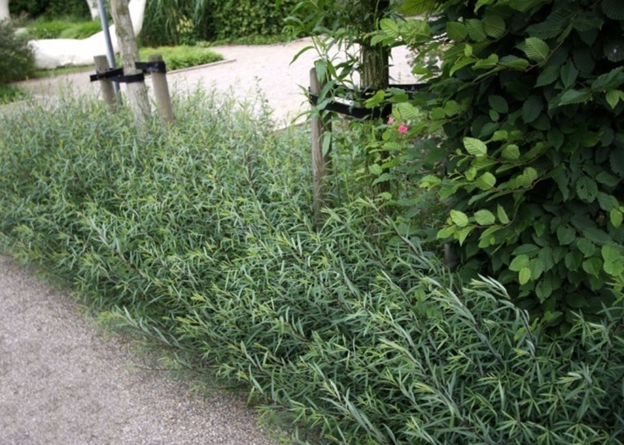 Ива пурпурная Грацилис