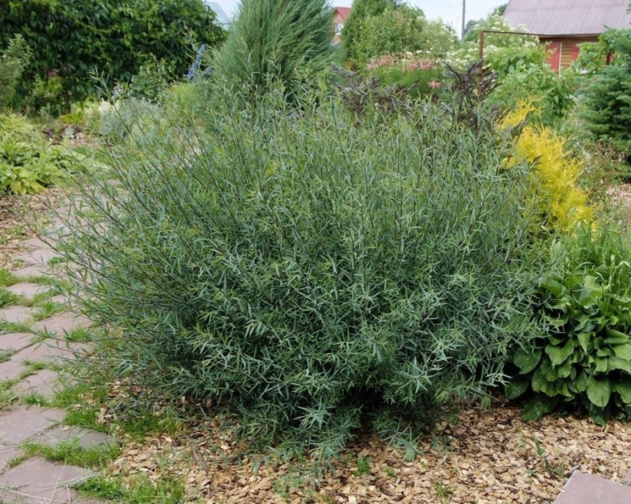 Ива шаровидная Нана