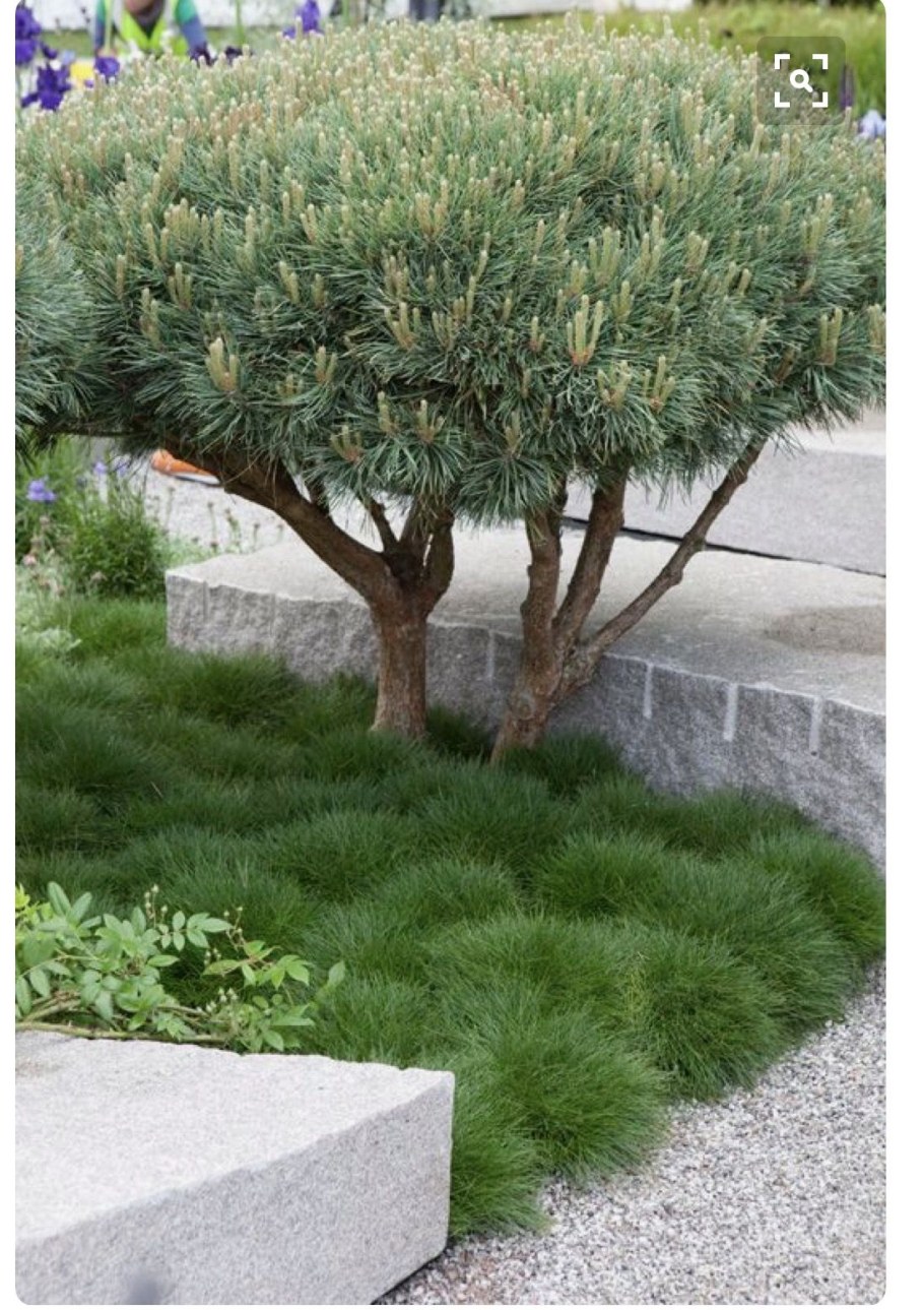 Сосна Ватерери ниваки