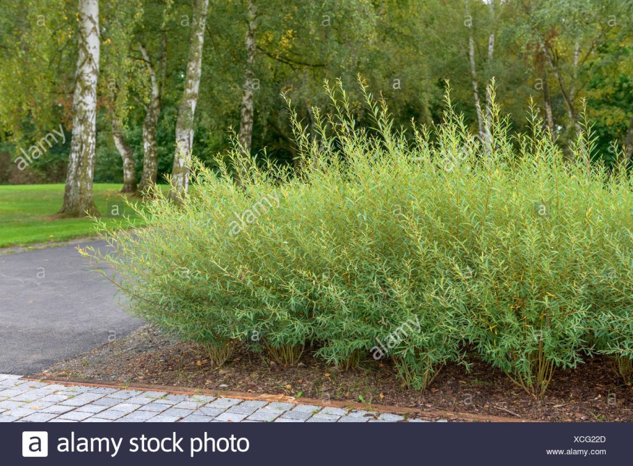 Ива пурпурная Грацилис