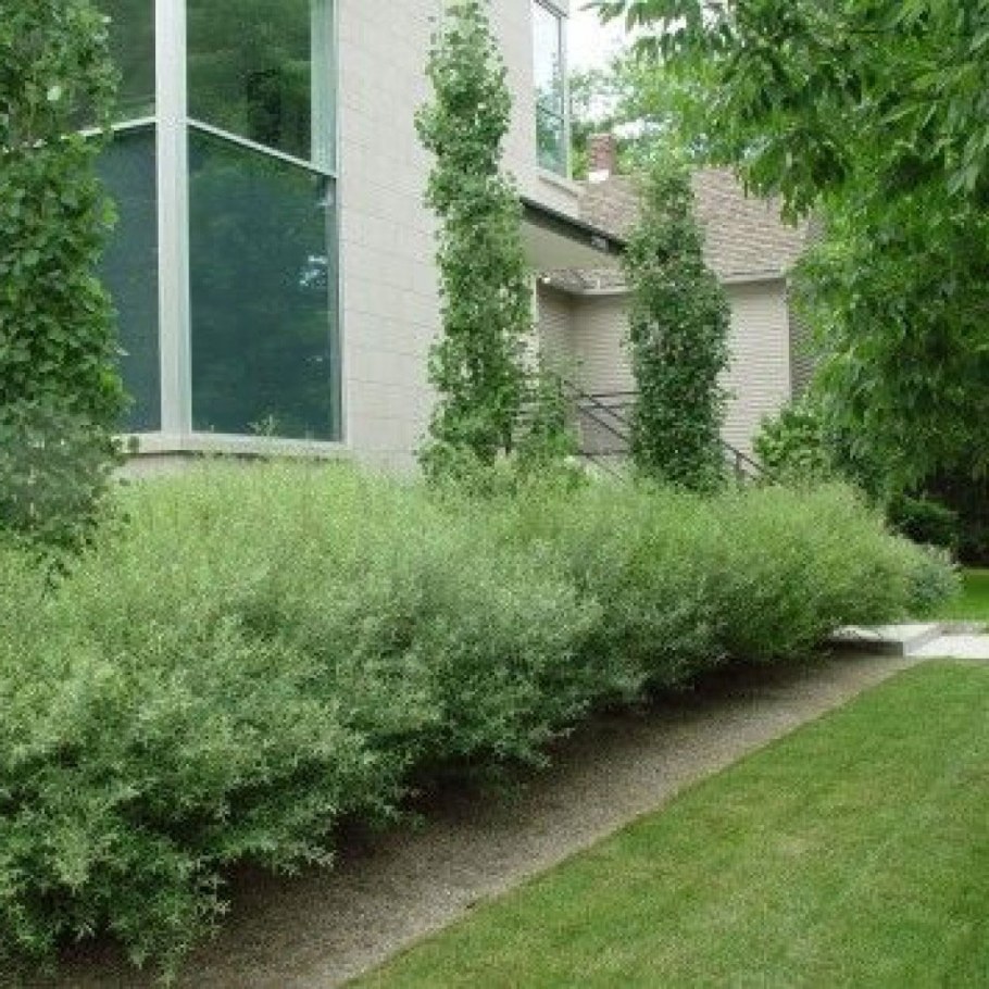 Ива Нана Живая изгородь