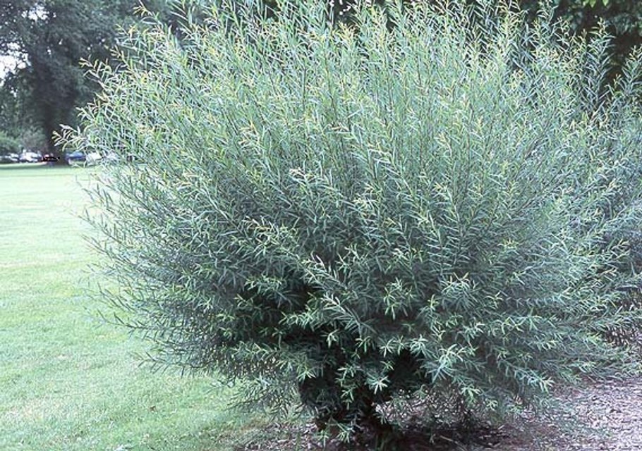 Ива пурпурная Salix purpurea
