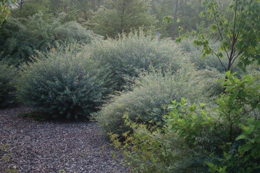 Ива пурпурная Грацилис