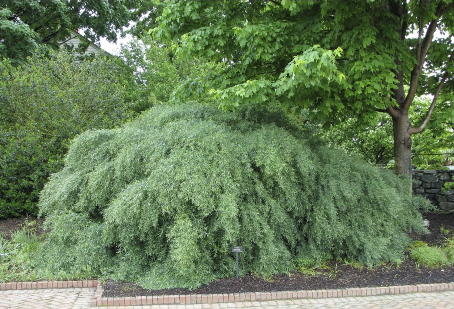 Ива пурпурная Salix purpurea Nana