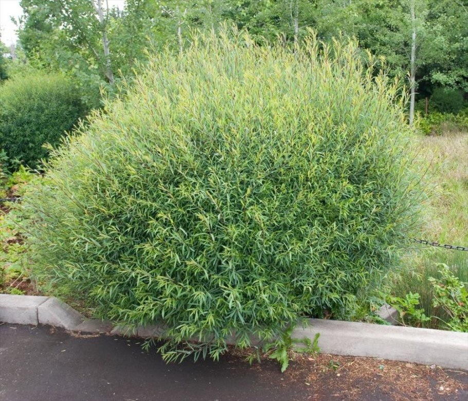 Ива пурпурная Нана Salix purpurea Nana