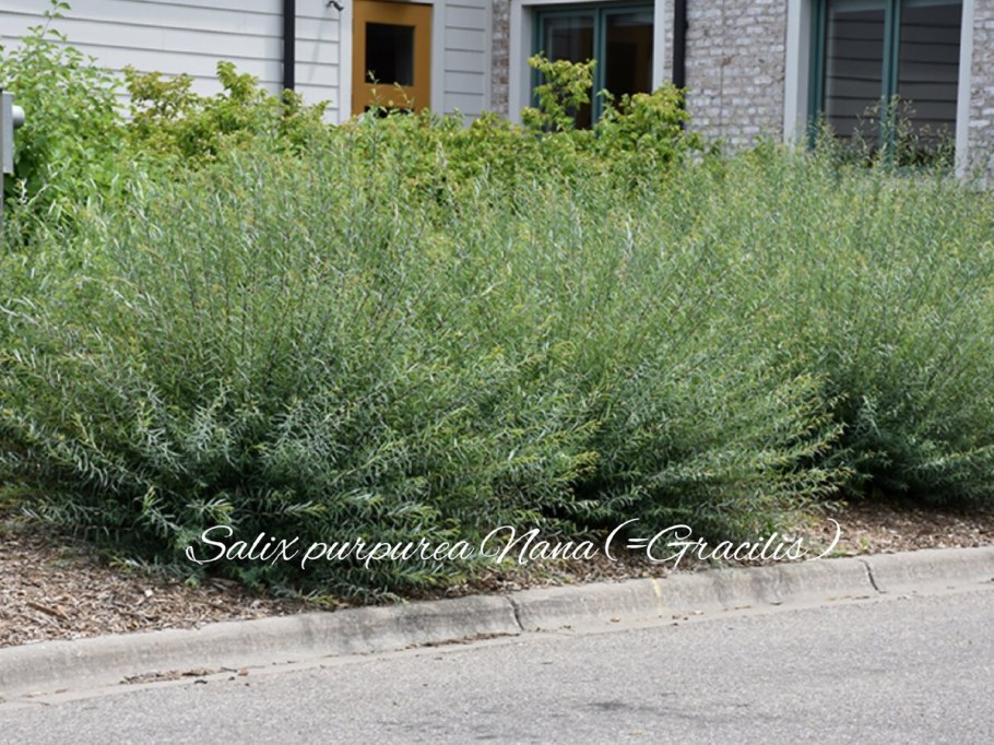 Ива пурпурная (шаровидная) "Nana" ("Нана")