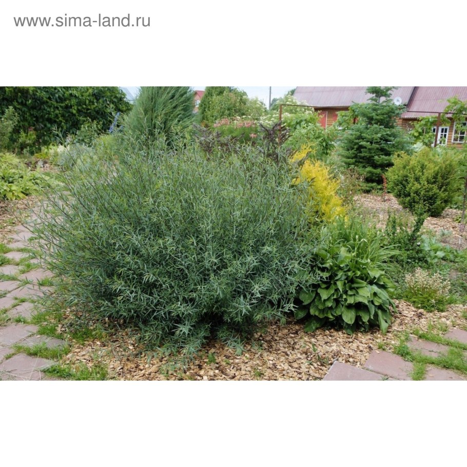 Ива шаровидная