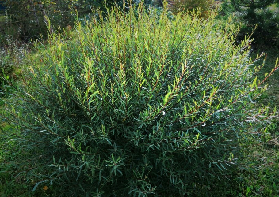 Ива пурпурная Грацилис