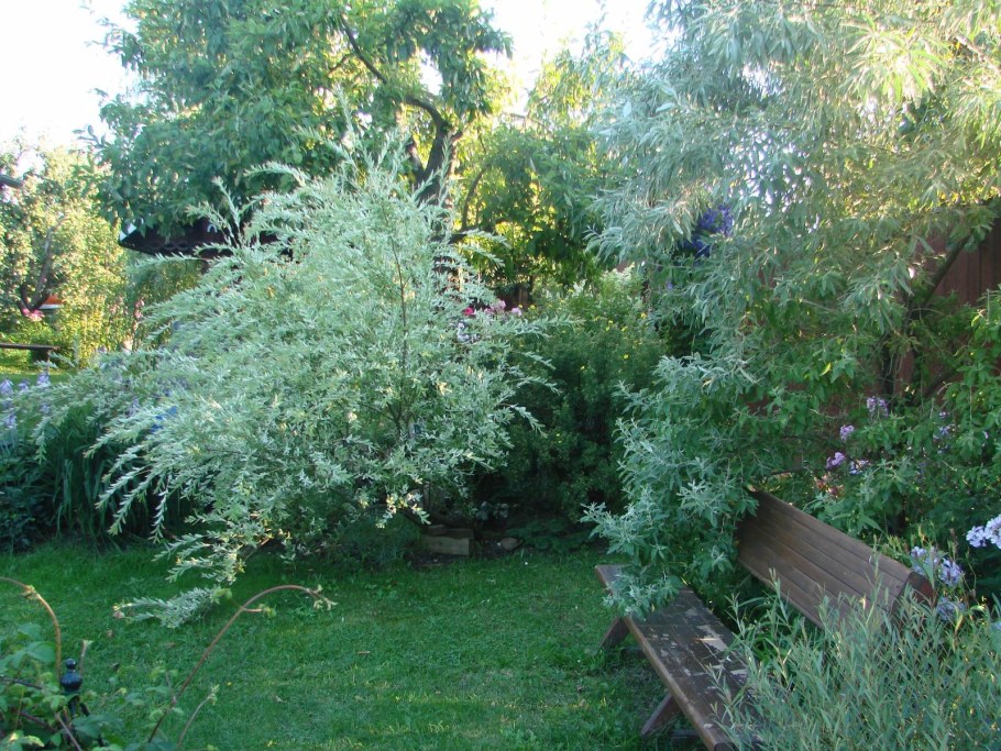 Ива пурпурная Нана Salix purpurea Nana