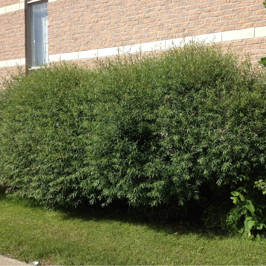 Ива пурпурная Грацилис Нана