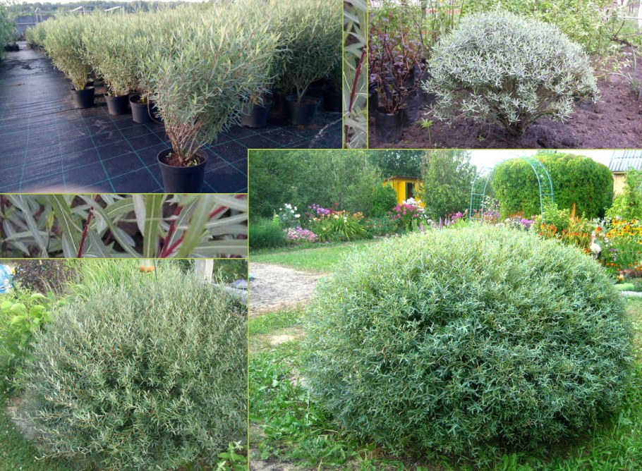 Ива пурпурная (шаровидная) "Nana"