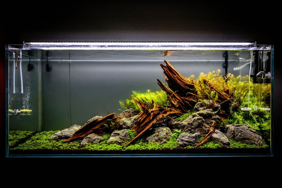 Акваскейп Танганьика