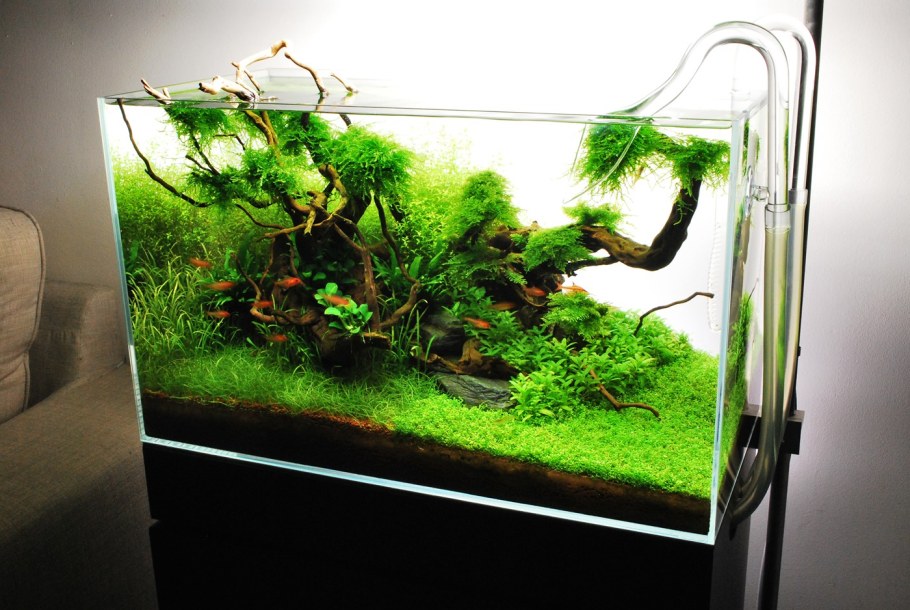 Акваскейп травник