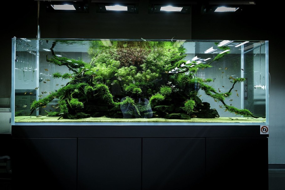 Аквадизайн Такаши Амано