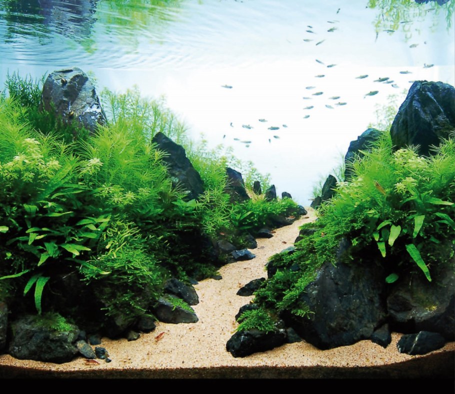 Акваскейп стиль Ивагуми