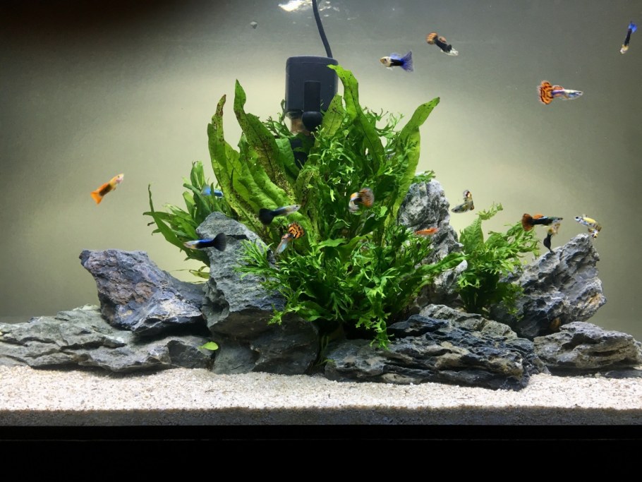 Акваскейп хардскейп