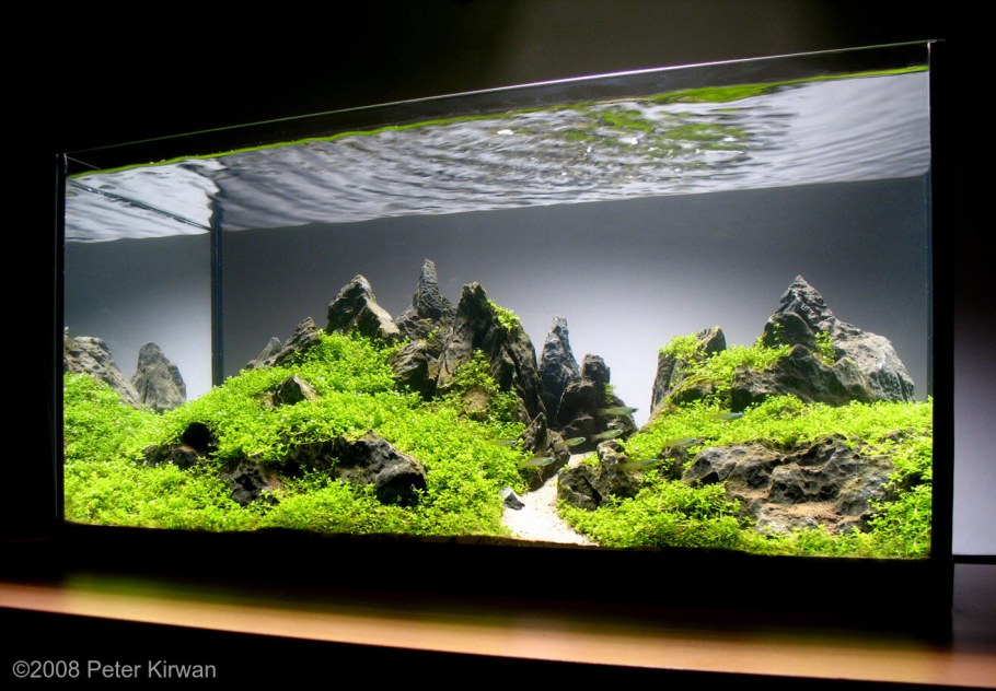 Акваскейп анубиасы