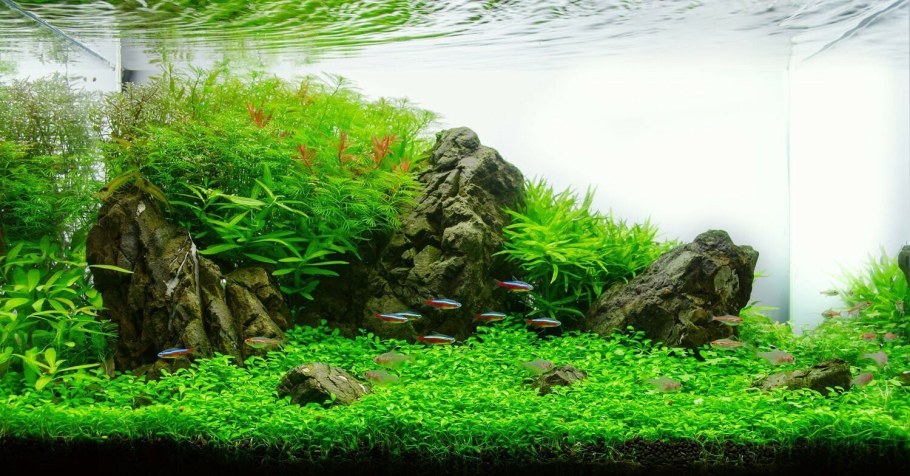 Роголистник акваскейп