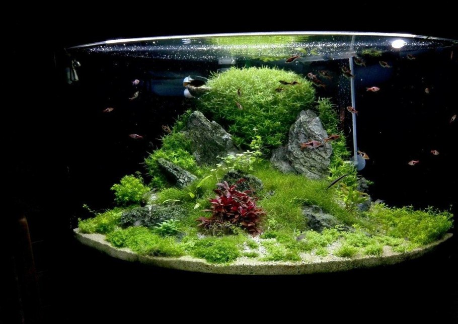 Акваскейпинг травник