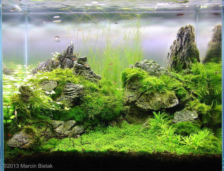 Аквадизайн Амано