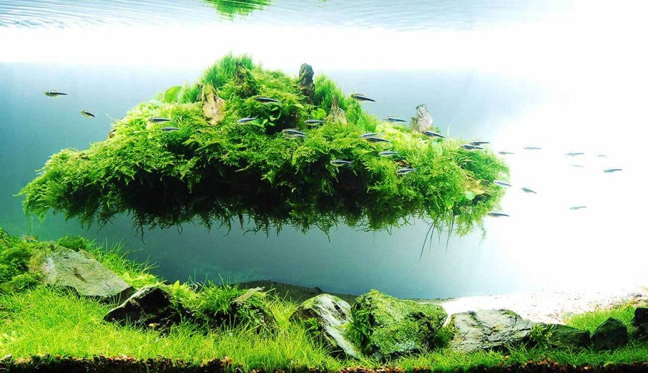 Акваскейпинг Амано