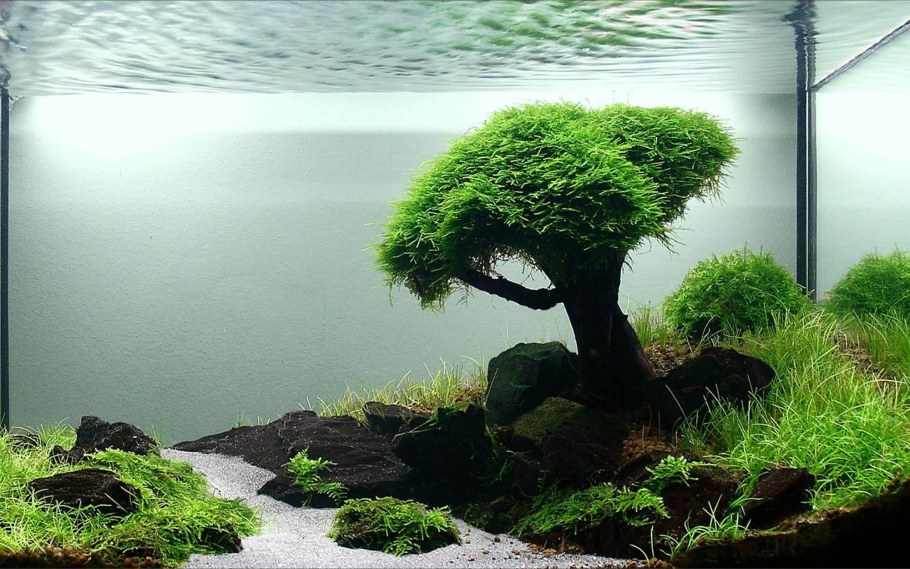 Акваскейп со мхом