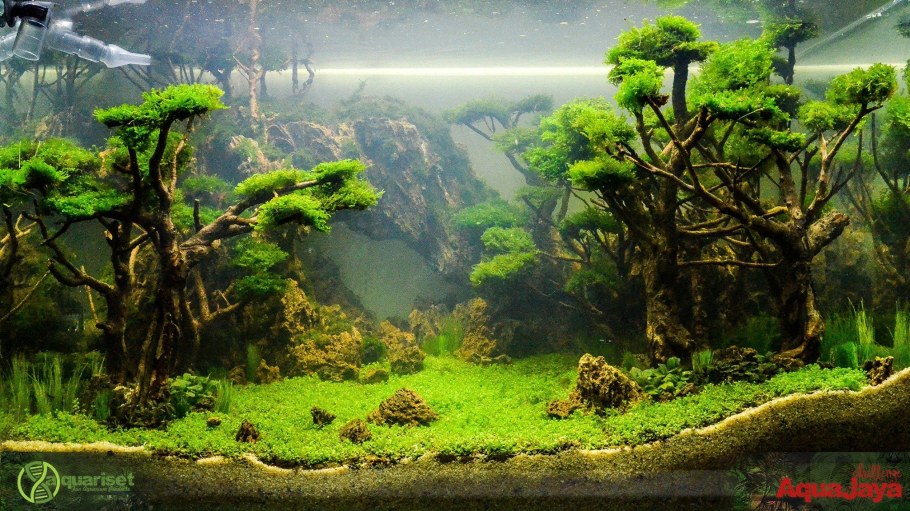 Акваскейп с бамбуком