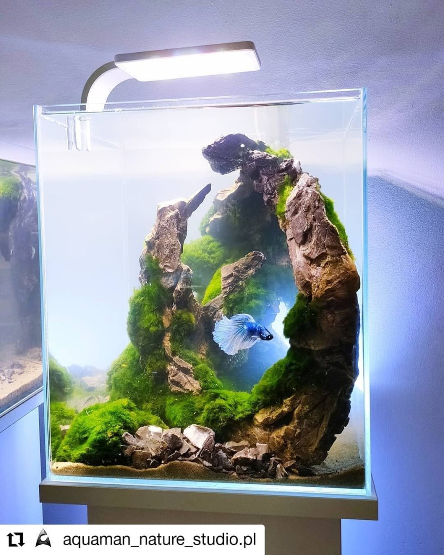 Акваскейп хардскейп