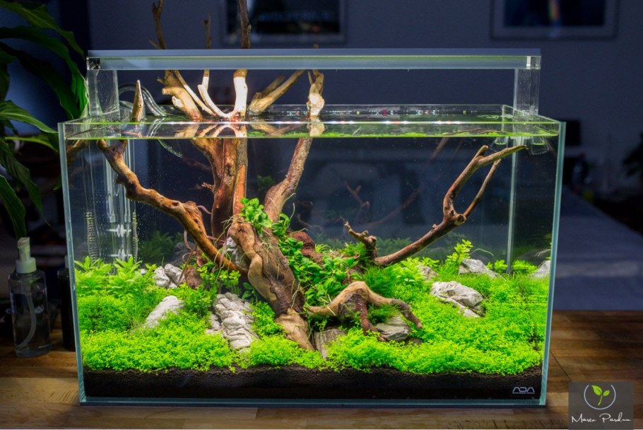 Акваскейп креветочник