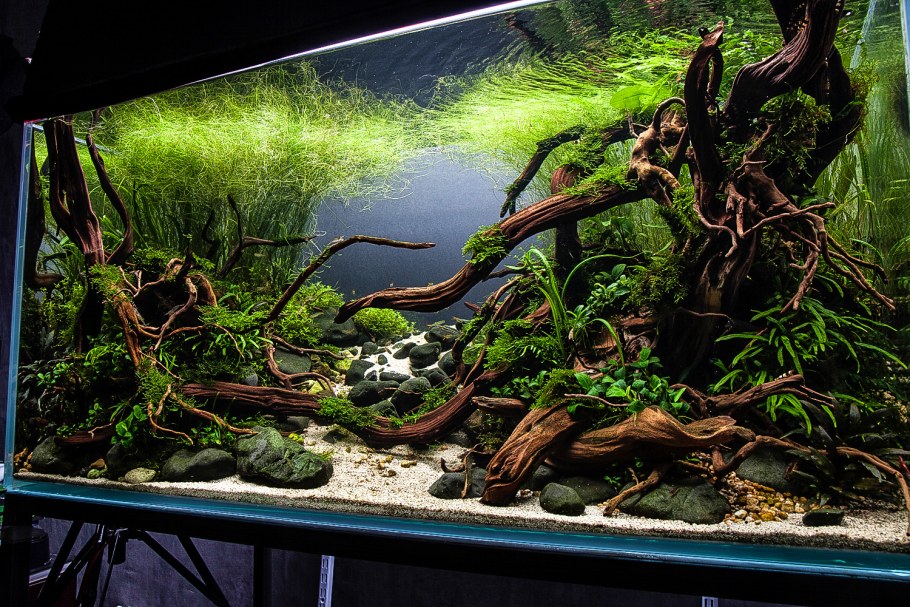 Акваскейп анубиасы