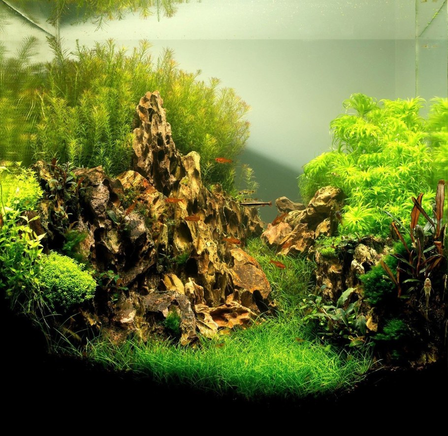 Акваскейп в аквариуме