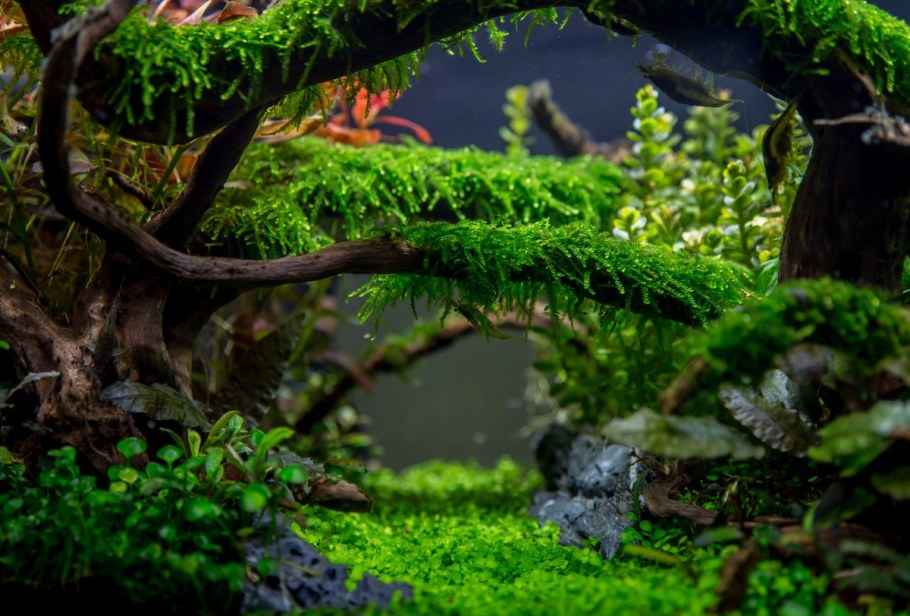 Акваскейп джунгли