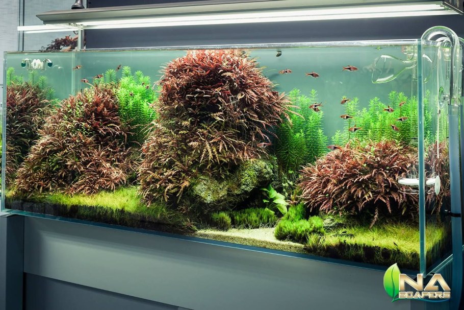 Акваскейп с валлиснерией