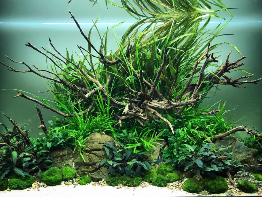 Акваскейп папоротники