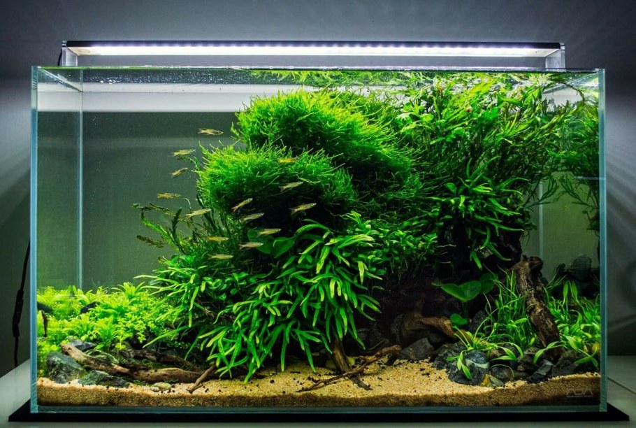 Акваскейп с валлиснерией