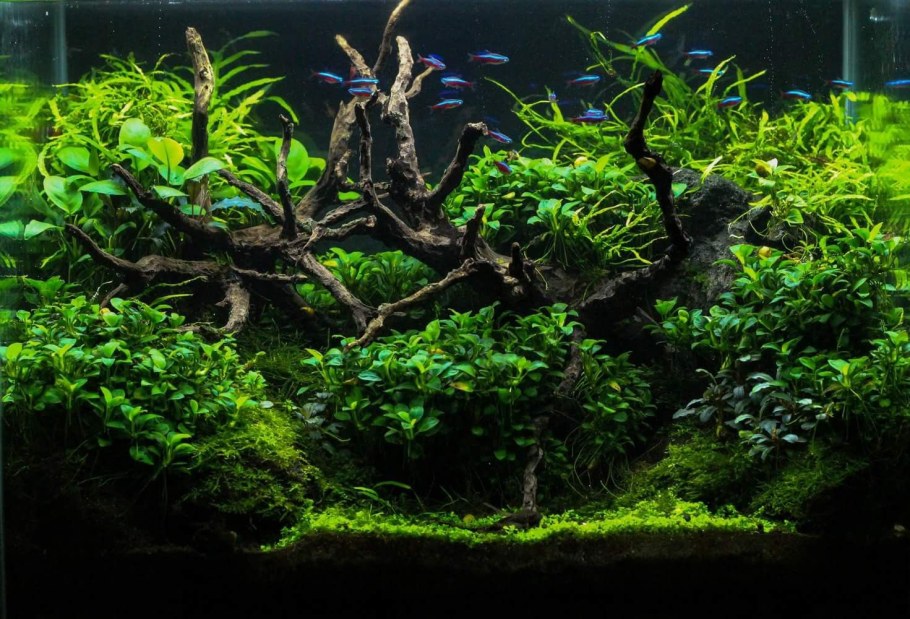 Акваскейп Амано