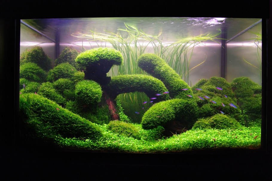 Акваскейп травник