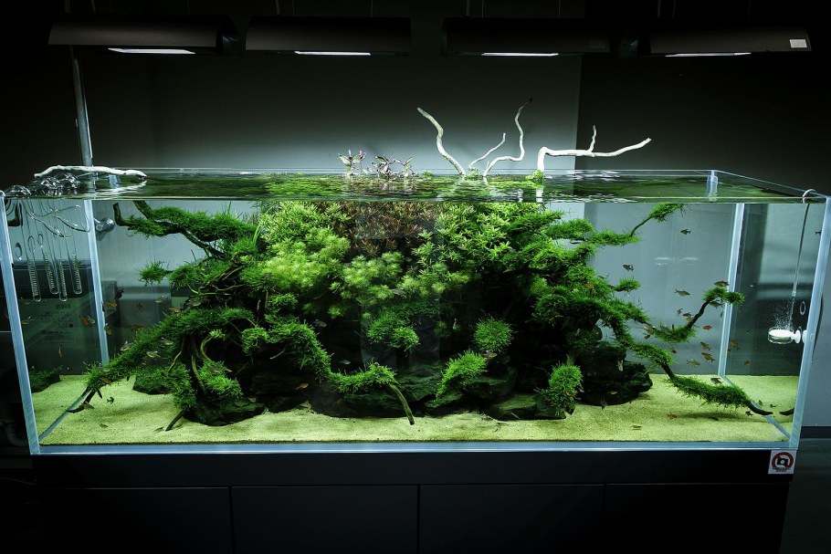 Акваскейп в аквариуме 200 литров