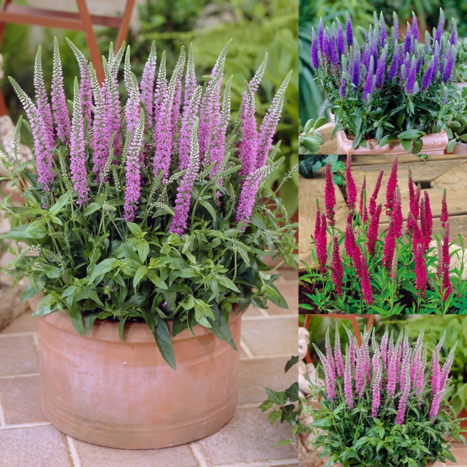 Шалфей Вероника