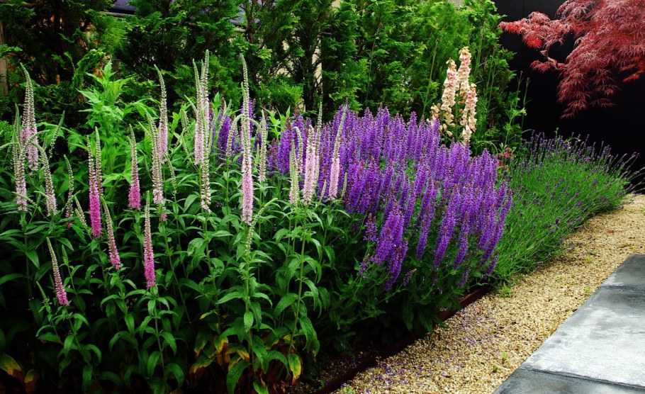 Дербенник иволистный Zigeunerblut