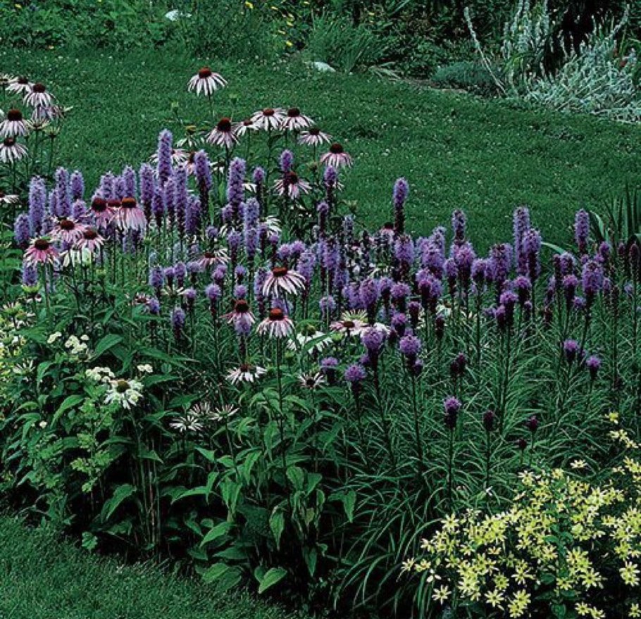 Лиатрис миксбордер