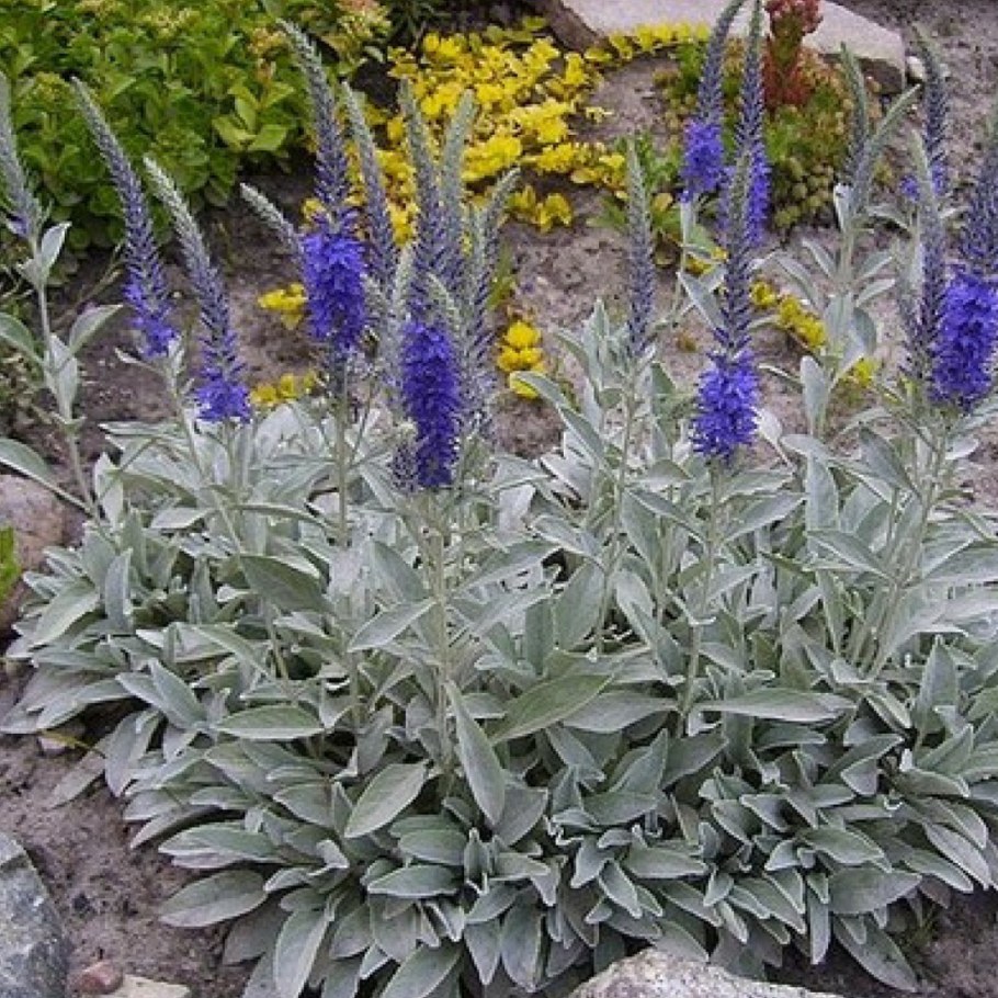 Вероника Седая (Veronica incana)