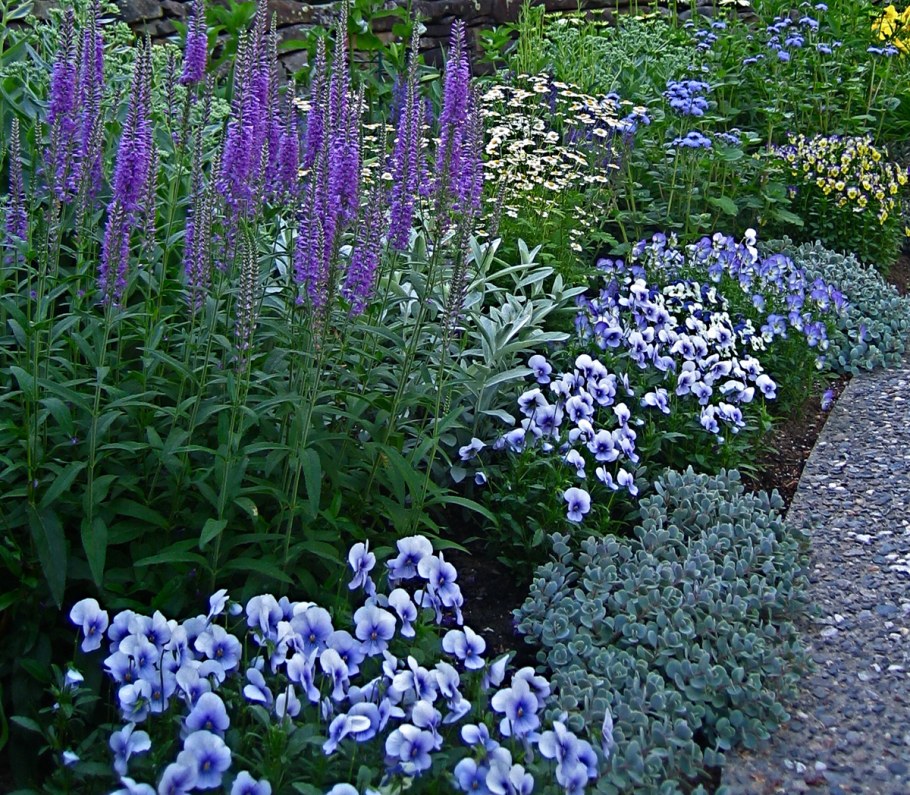 Вероника колосистая многолетник