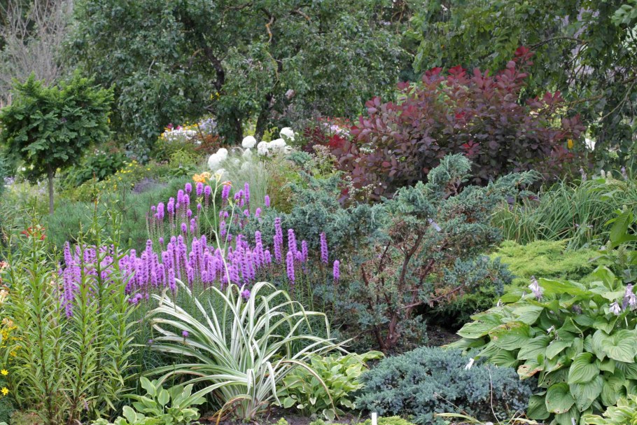 Лиатрис миксбордер