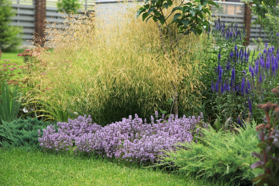 Спирея и котовник