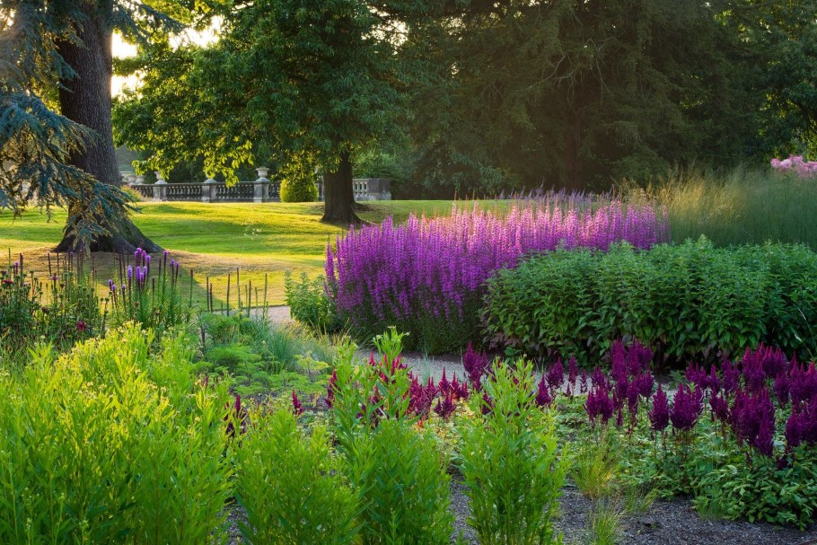 Дербенник иволистный 'Robin'