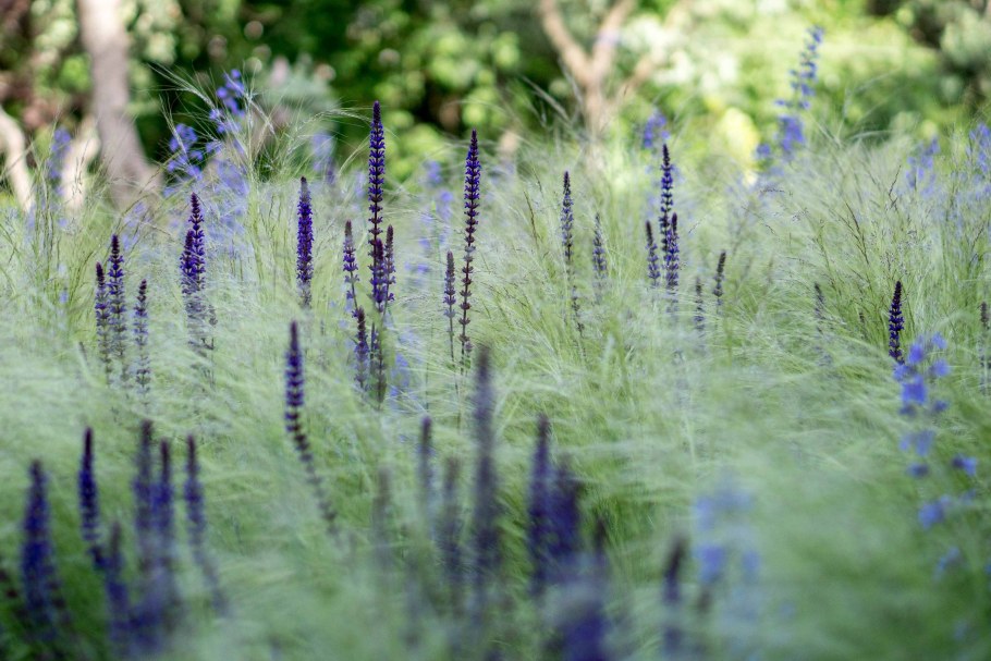 Вероника колосистая голубая
