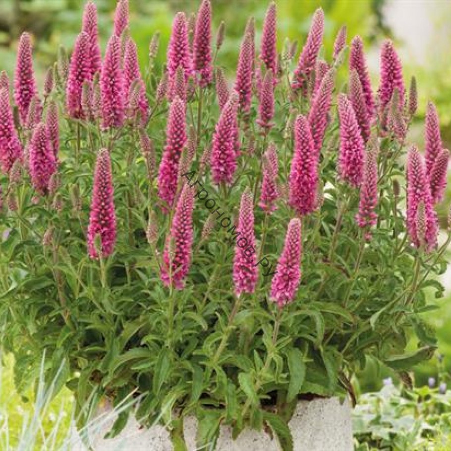 Вероника колосистая Хайдекинд