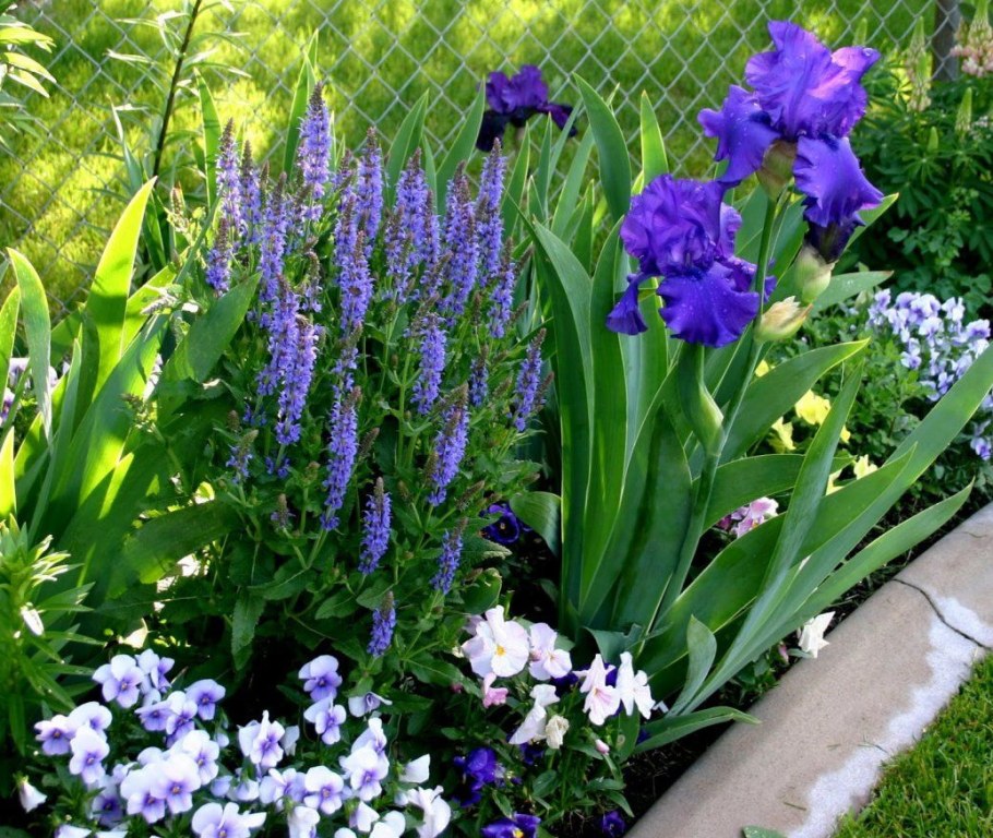 Ирисы в миксбордере